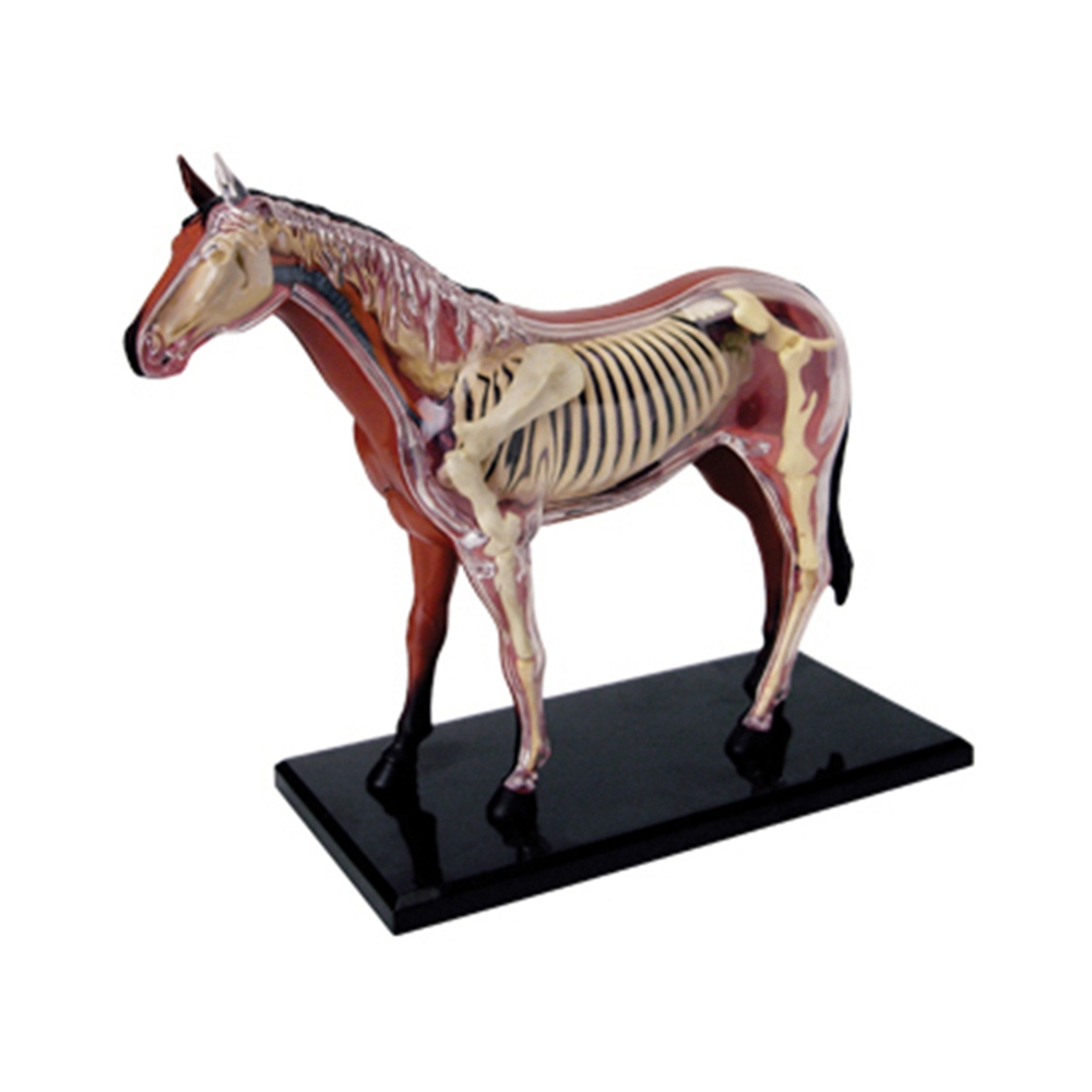 Science Toy - Tier Orgel Anatomie Modell 4D Pferd