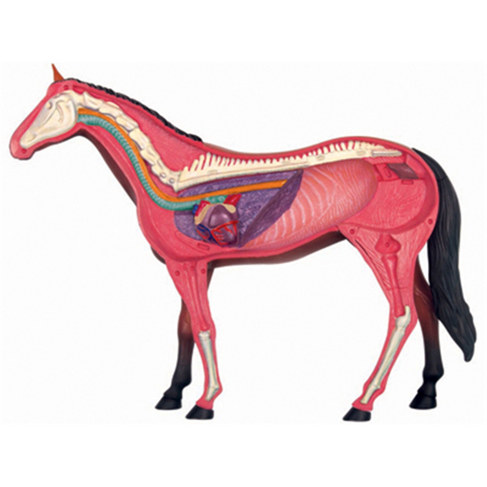 Tier Orgel Anatomie Modell 4D  – Science Toy Bewertung und Preis