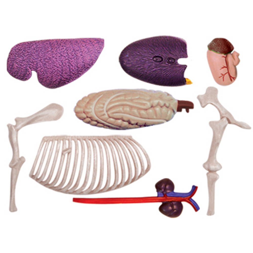 Tier Orgel Anatomie Modell 4D  – Science Toy Bewertung und Preis